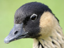 Hawaiian Goose (WWT Slimbridge August 2010) - pic by Nigel Key